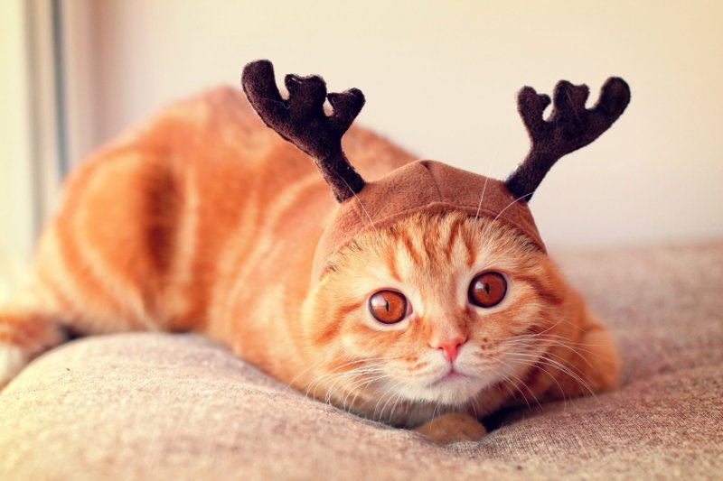 Классные коты