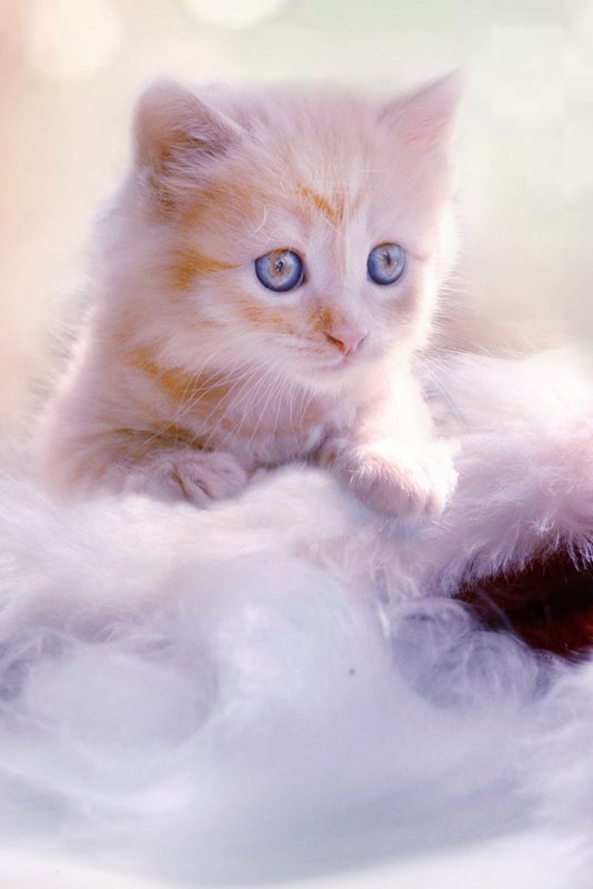 Красивые котики