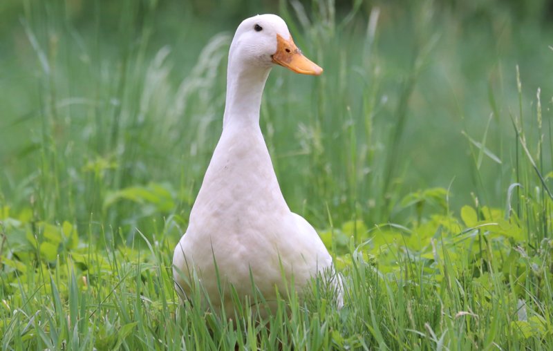 Гусь обыкновенный