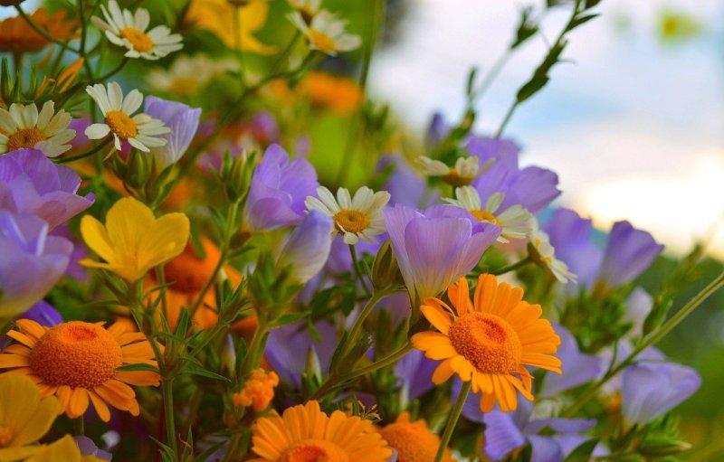 Полевые цветы