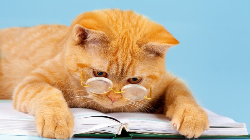 Умный кот в очках