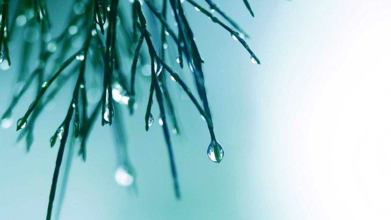 Капли на хвое