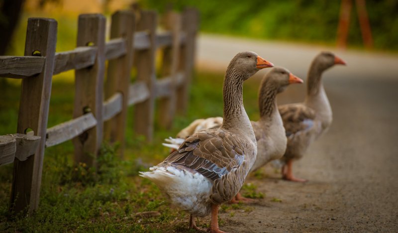Гуси домашние красивые