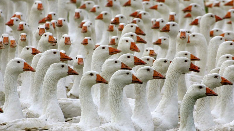 Обои с гусями