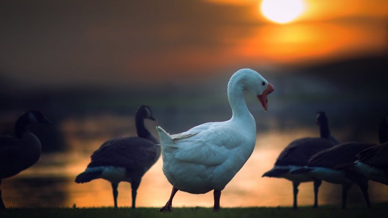 Гусь HD