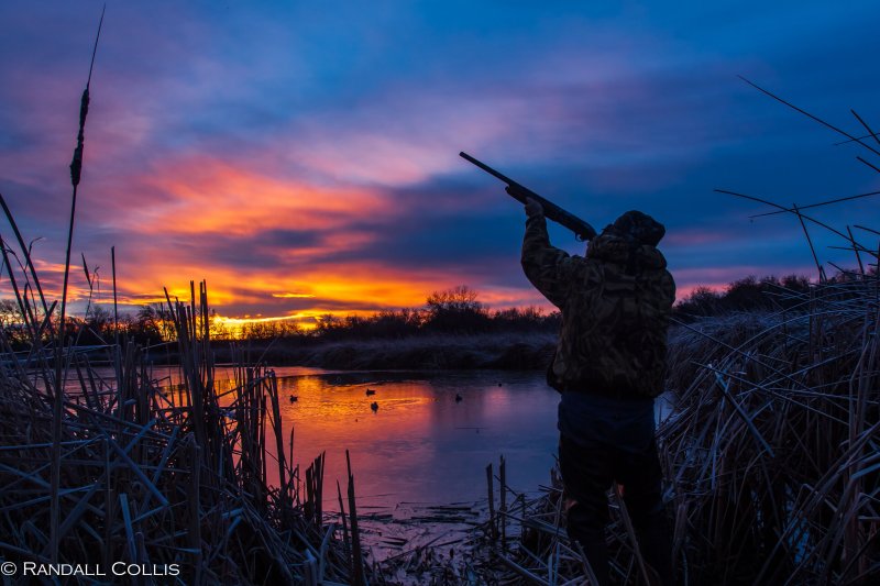 Охота на уток