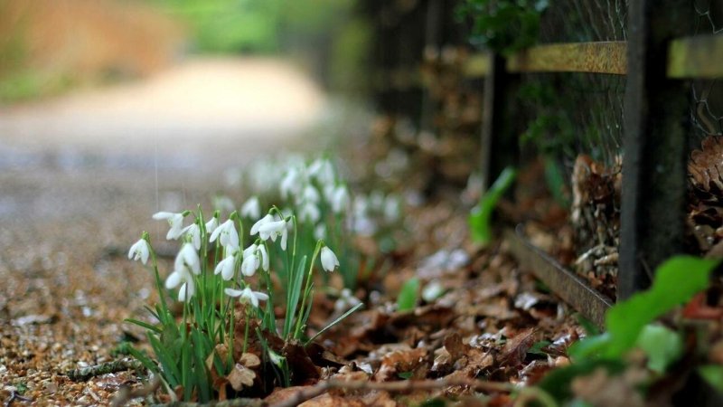 Весна природа