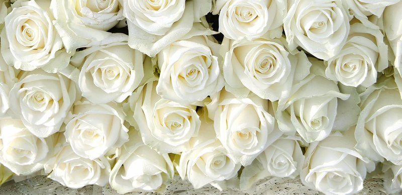 Красивые белые цветы