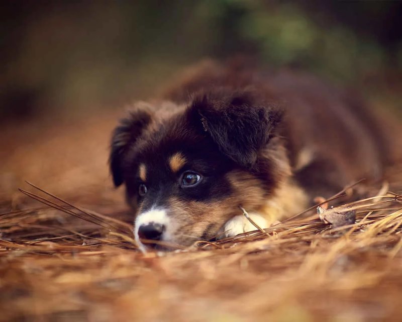 Австралийская овчарка щенки