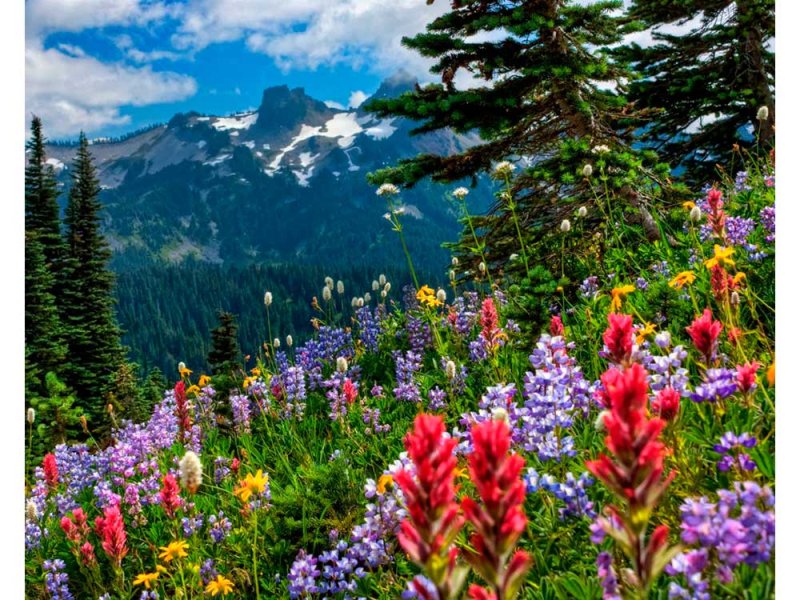 Швеция Альпийские Луга