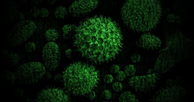 Бактерии на черном фоне