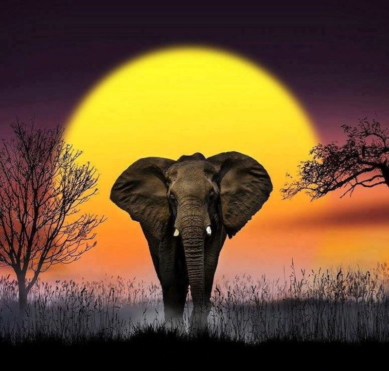 Слоны на закате