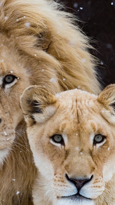 Животные Лев