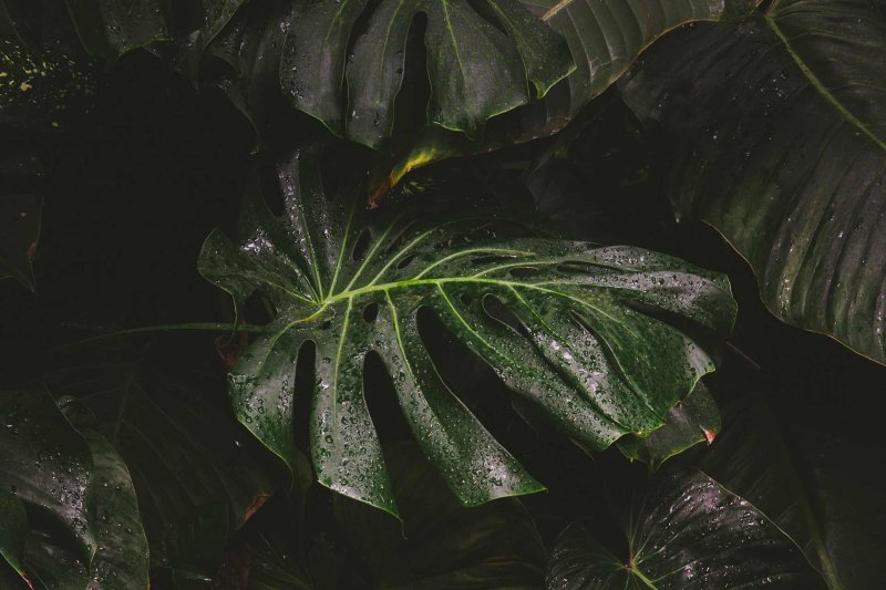 Монстера лиановидная