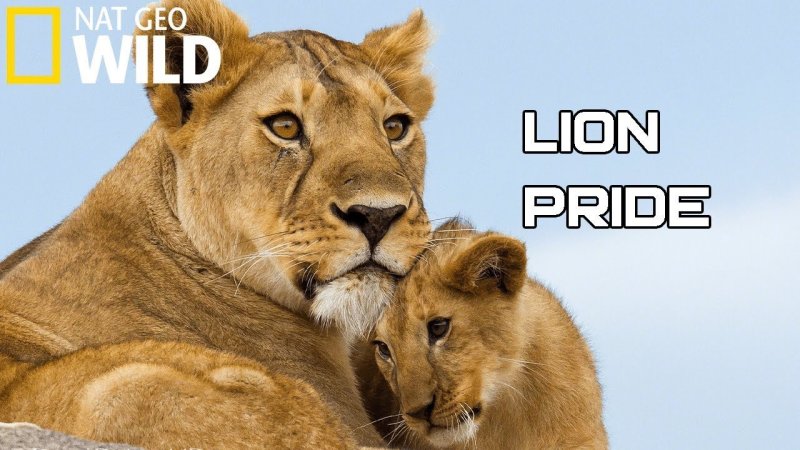 Лев львица Львенок львята