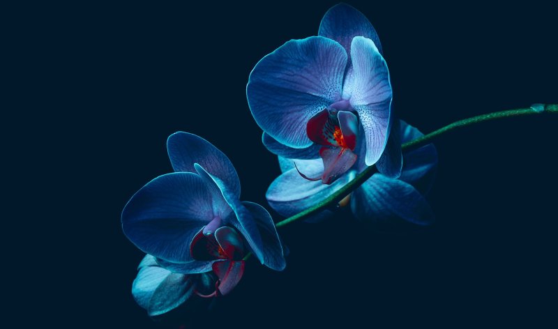 Орхидея фаленопсис голубая