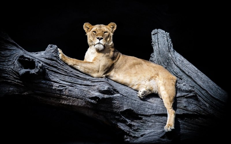 Пума и львица