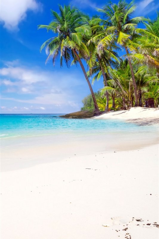 Море пляж пальмы