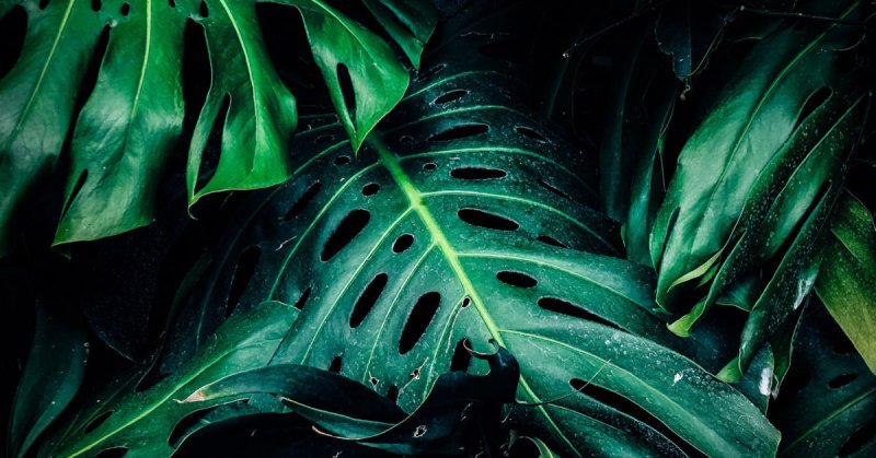 Фон для рабочего стола монстера