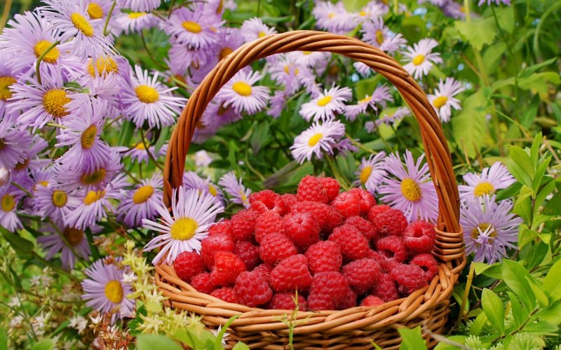 Июньские цветы