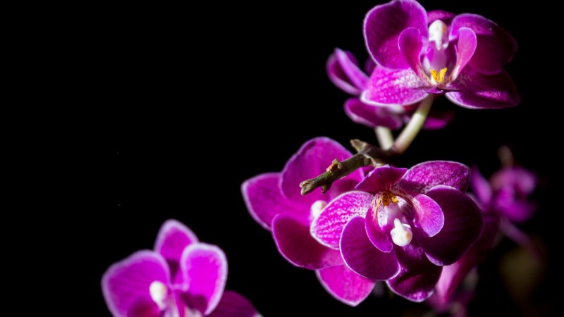 Фаленопсис saporita Орхидея