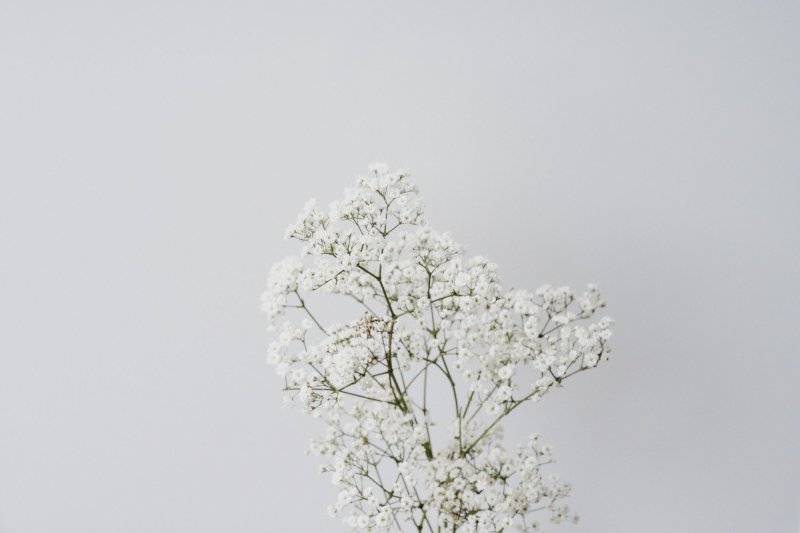 Цветы Минимализм