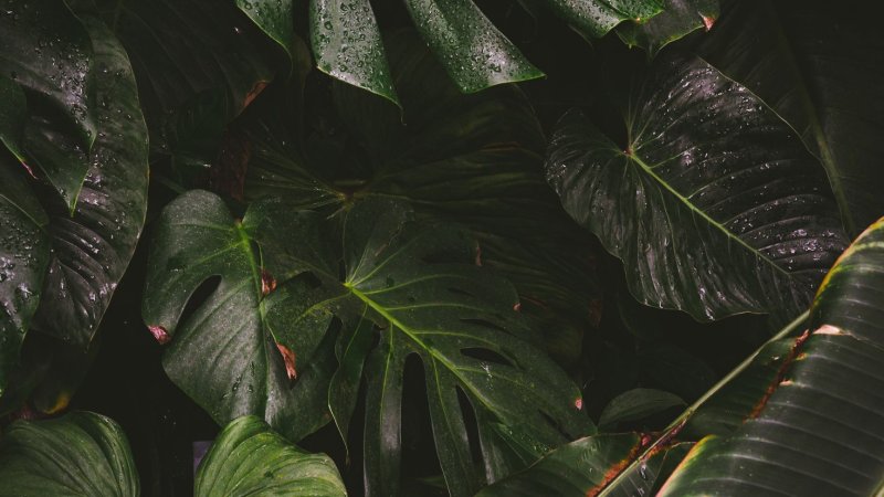 Тропическая Лиана монстера