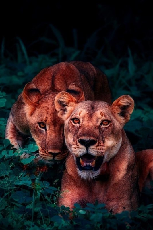 Львица на заставку