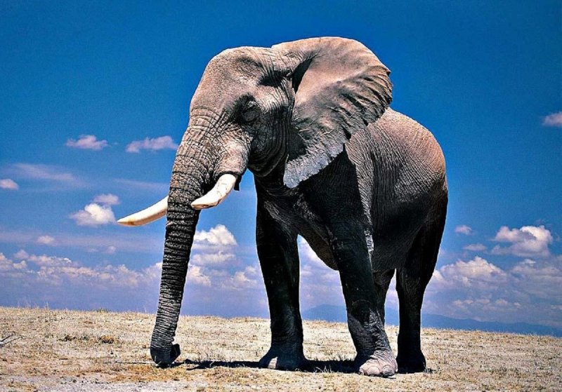 Всемирный день слонов