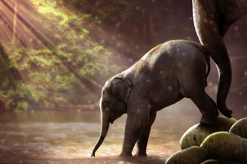 Слон в джунглях