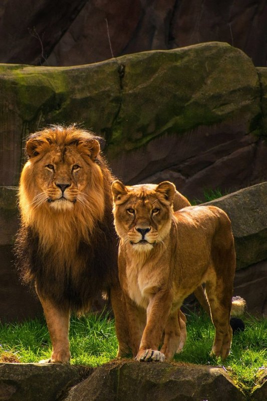Лев и львица