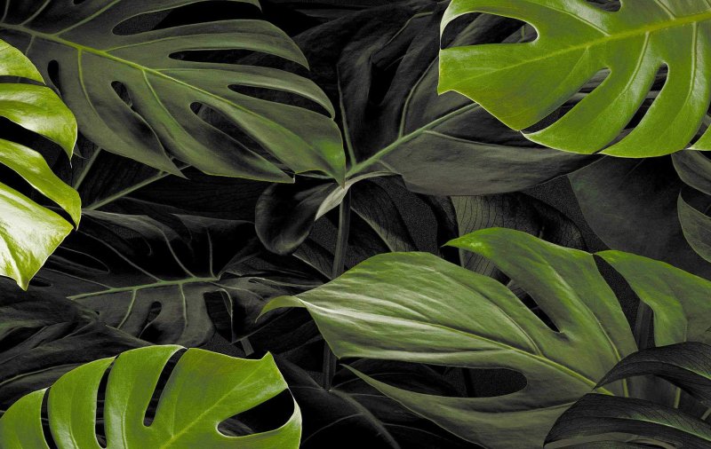 Монстера эскулетто