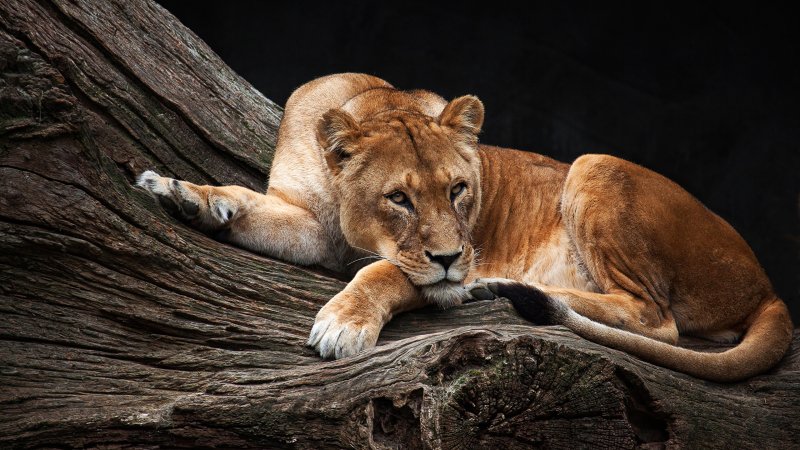 Львица фото