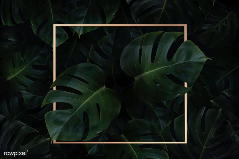 Монстера Тениус