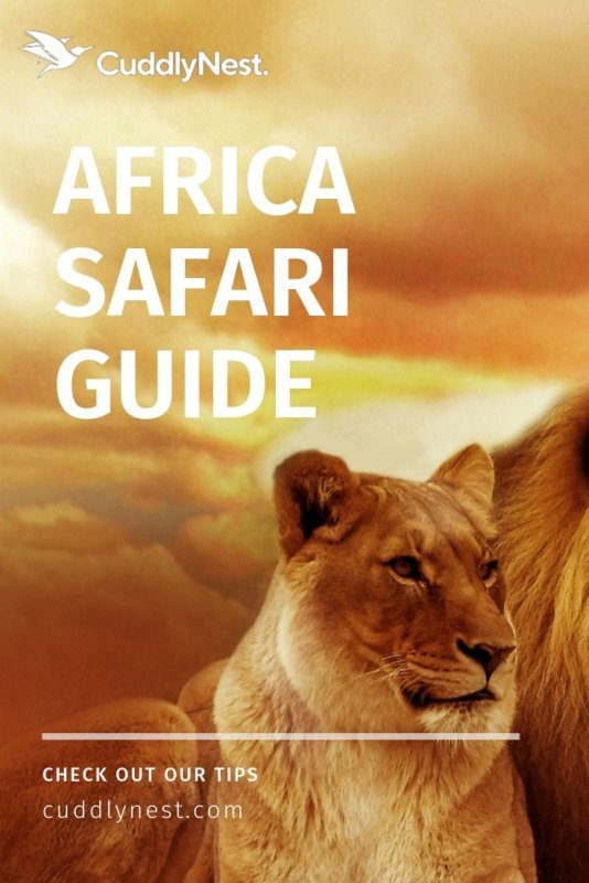 Шикарная львица