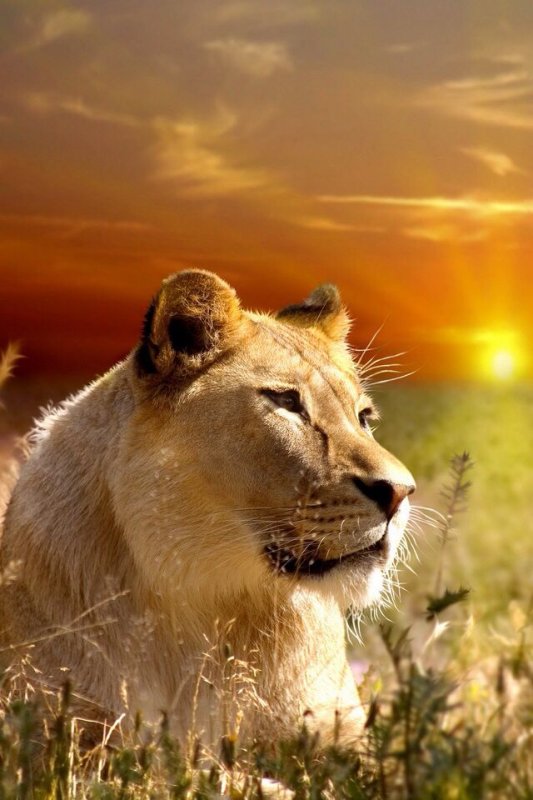 Красивая львица