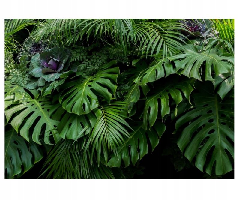 Монстера Борситжиана