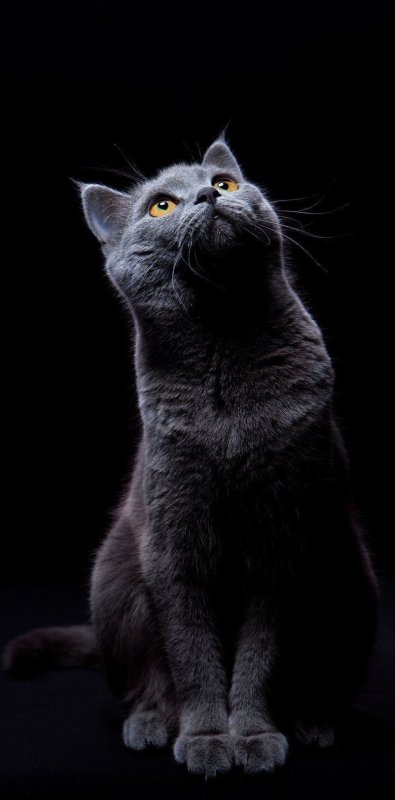 Грациозная кошка