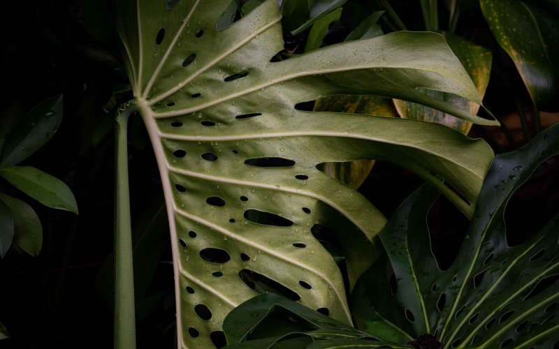 Монстера вариегатная Альба