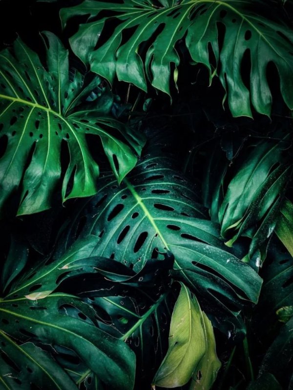 Монстера эскулетто