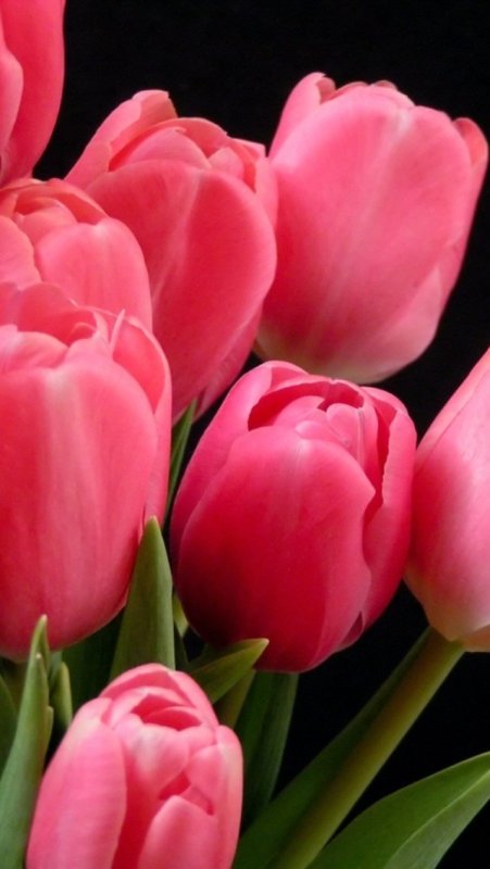 Темно розовые тюльпаны