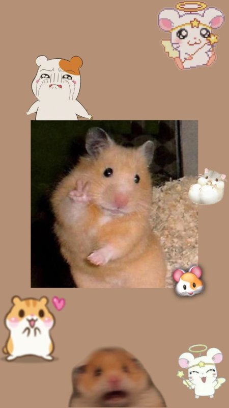 Хомяк Эстетика