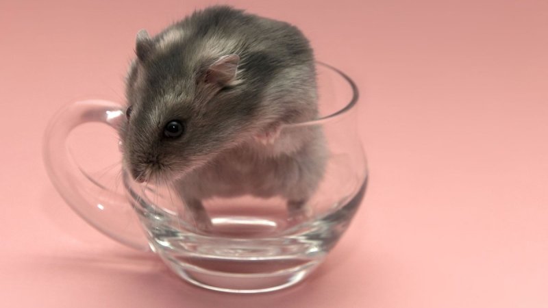 Хомяк джунгарик