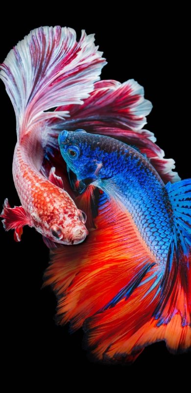 Разноцветные рыбы