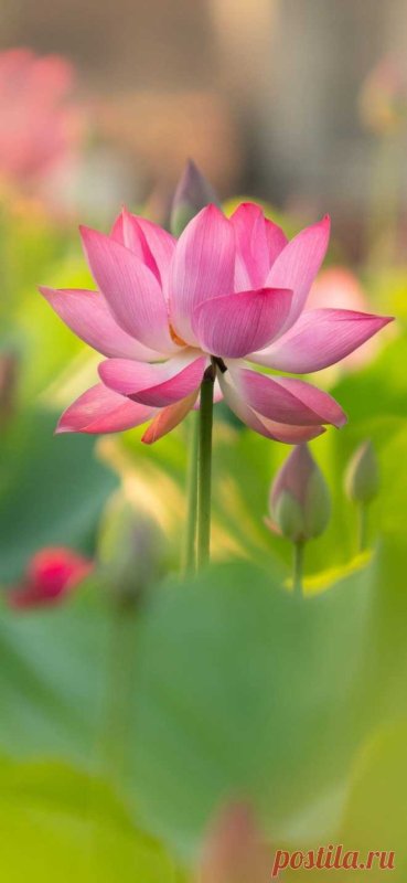 Розовый Лотос цветок