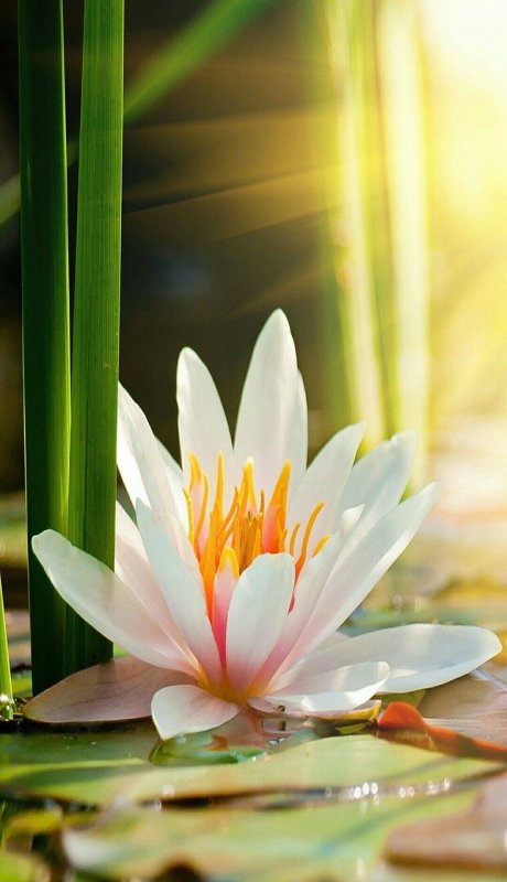 Тайские кувшинки