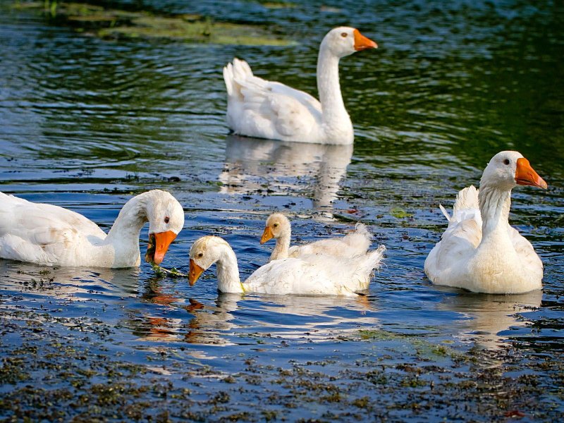 Гуси плавают