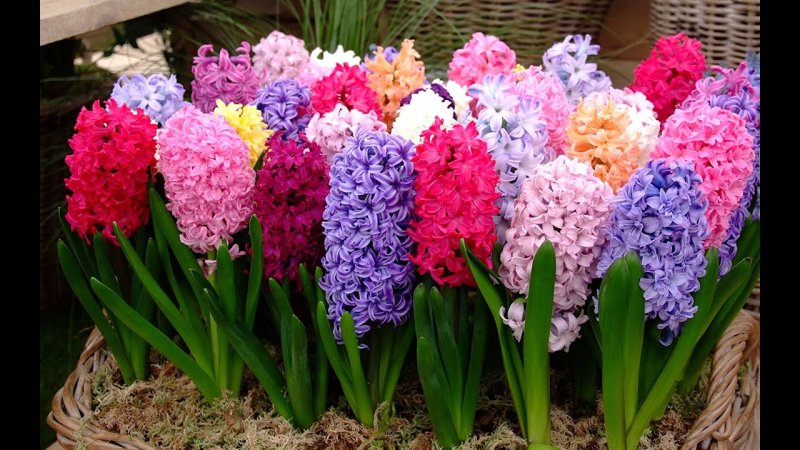 Гиацинт Остара