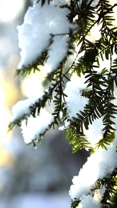 Ветки зимой