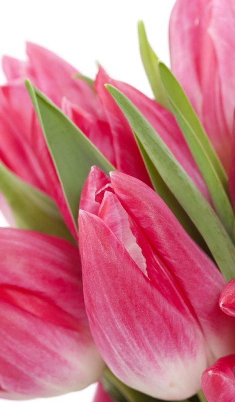 Ярко розовые тюльпаны